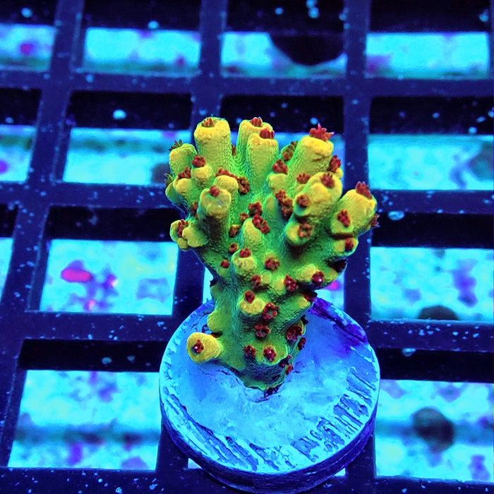 REx Dreamer Acro