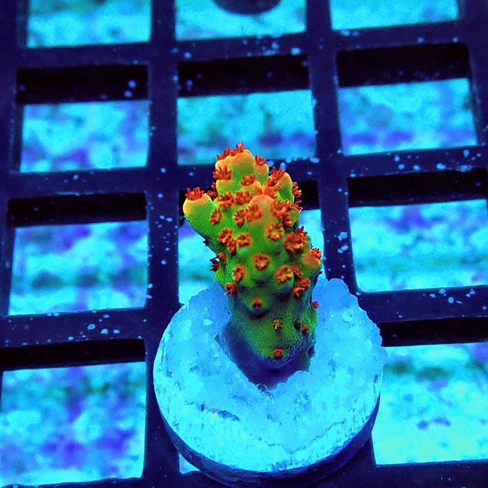 REx Red-Orange Firework Acro