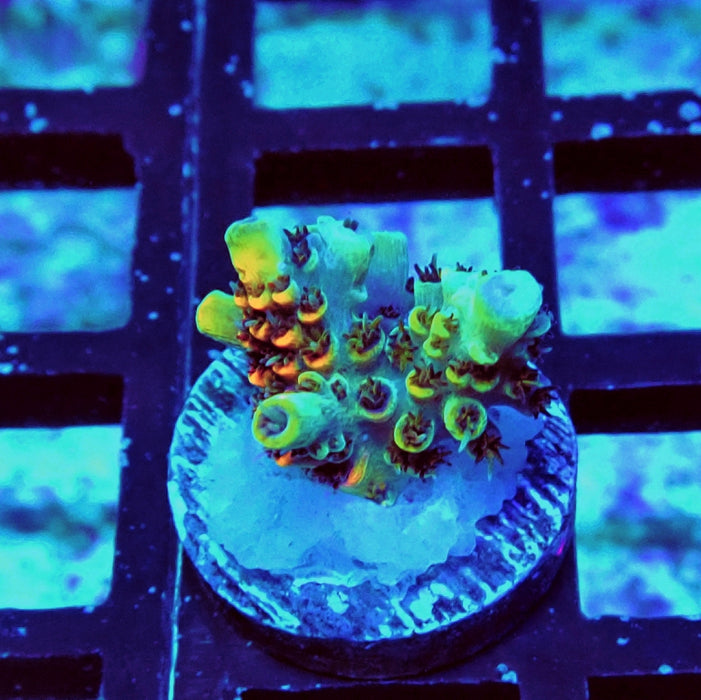 REx Apache Tricolor Acro