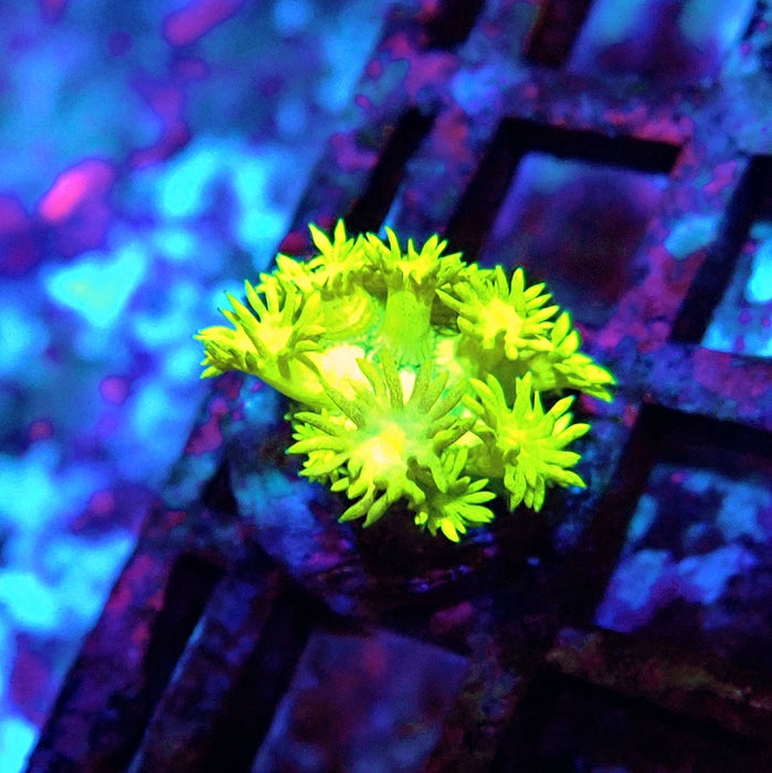Goniopora Ultra Bright