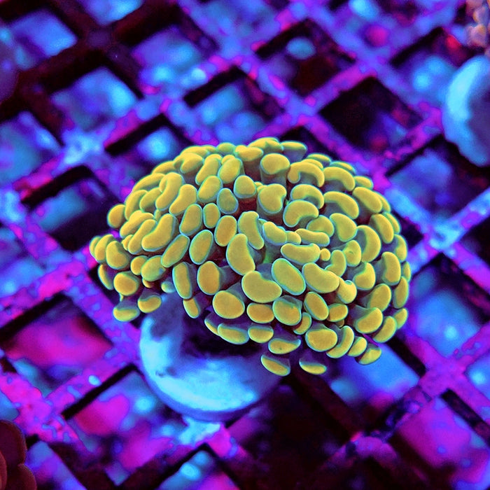 Euphyllia Yellow Branch Hammer