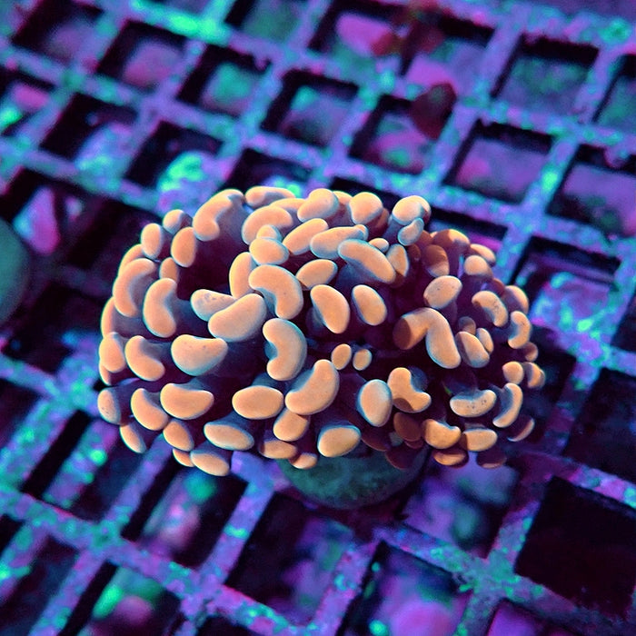Euphyllia Pink Branch Hammer Premium