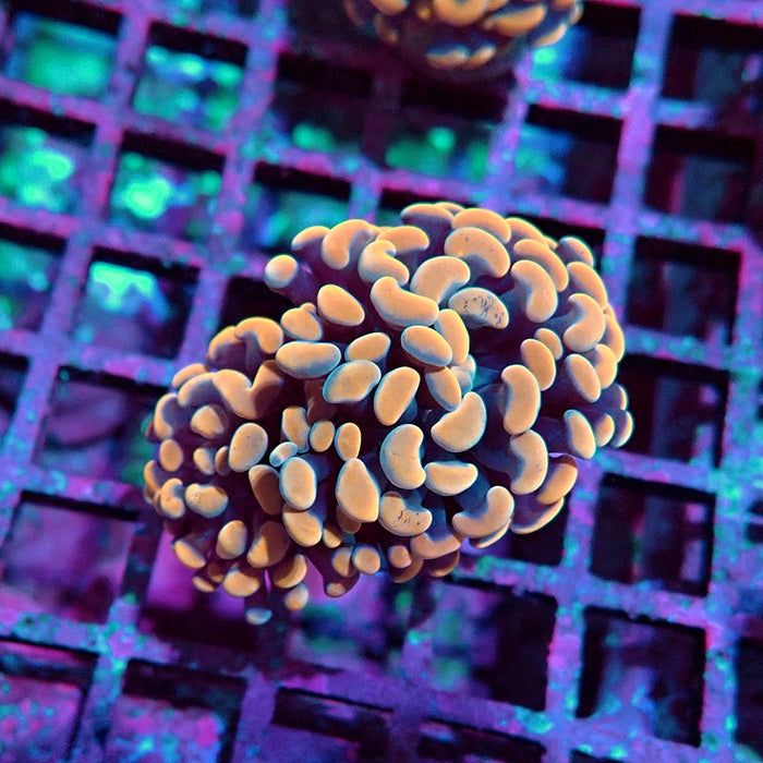 Euphyllia Pink Branch Hammer Premium