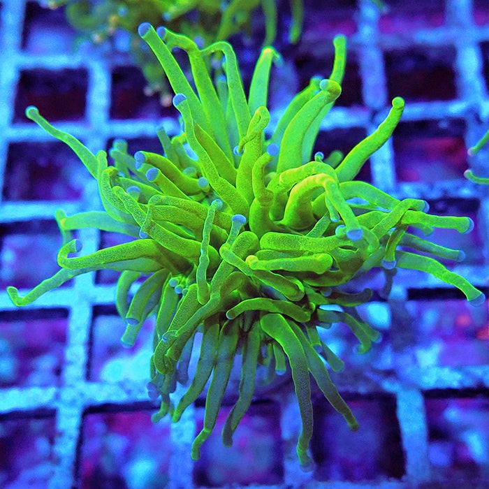 Euphyllia Cotton Blue Tips Torch
