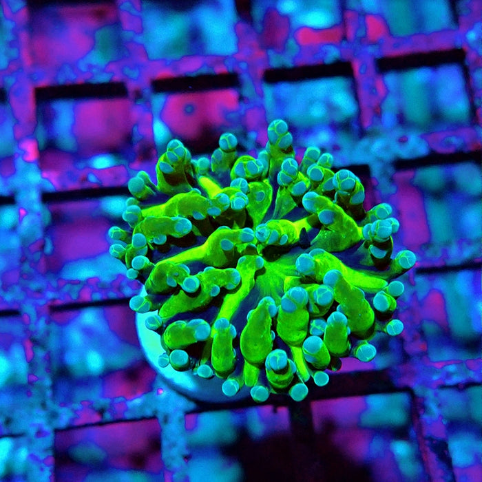Euphyllia RAR Green Short Polyp
