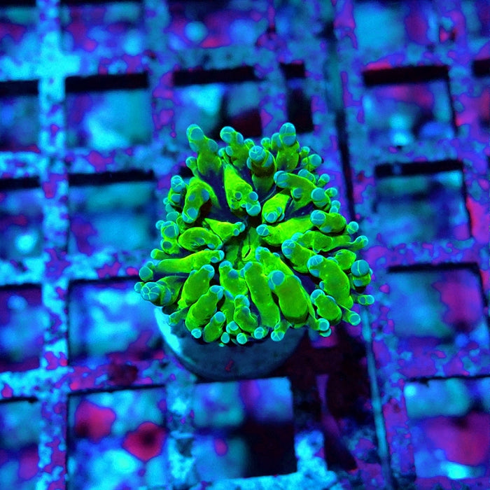 Euphyllia RAR Green Short Polyp