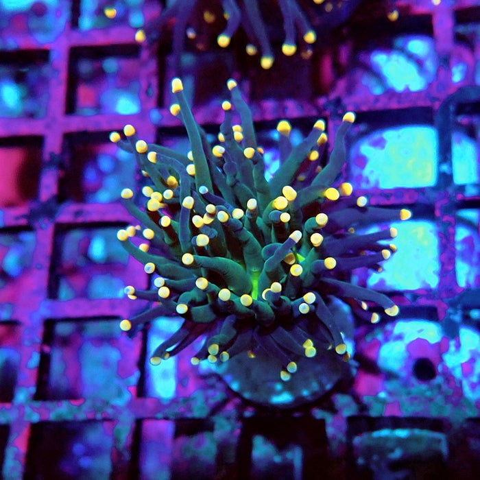 Euphyllia Alien Eye Torch