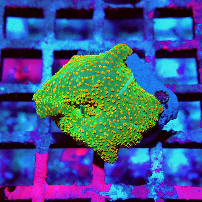 Discosoma Green Red Dot