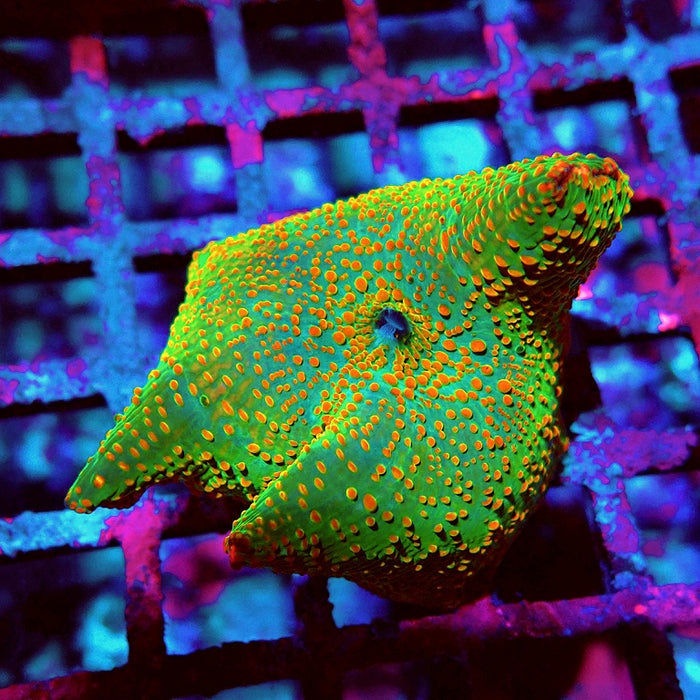Discosoma Green Red Dot