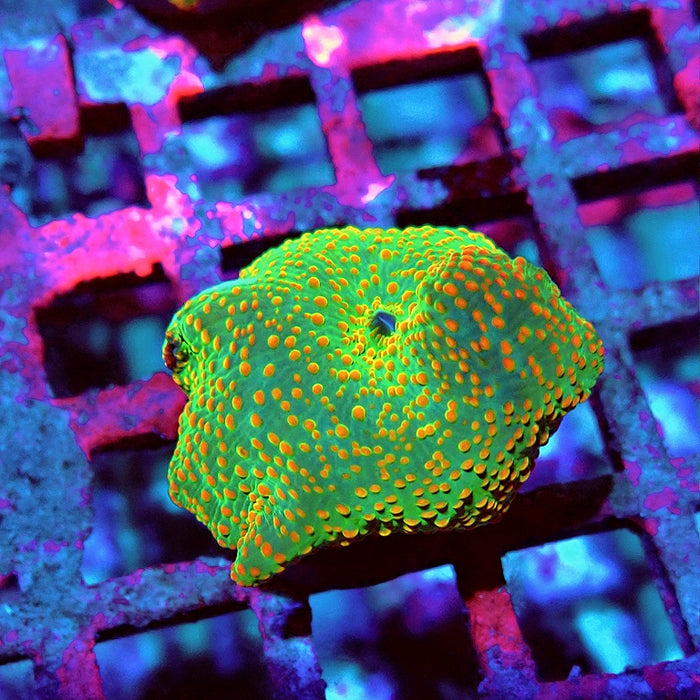 Discosoma Green Red Dot