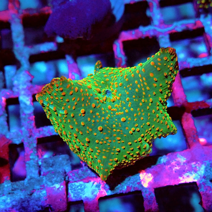 Discosoma Green Red Dot