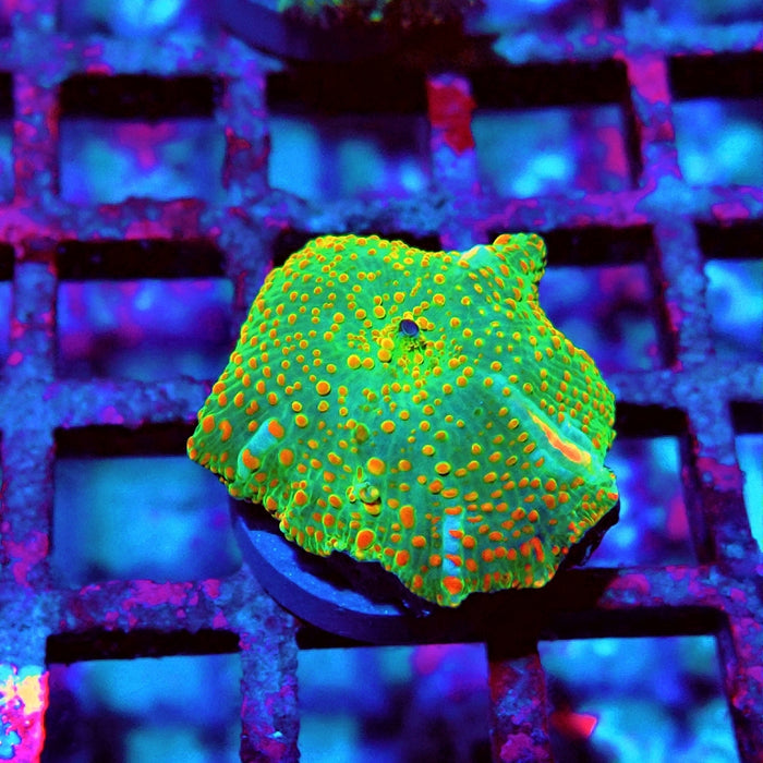 Discosoma Green Red Dot
