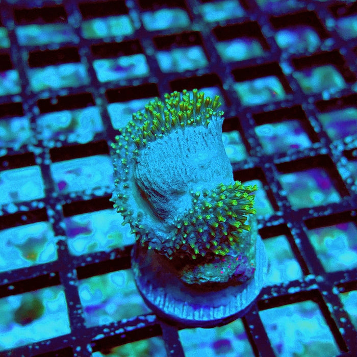 Leather Toadstool Green Coral