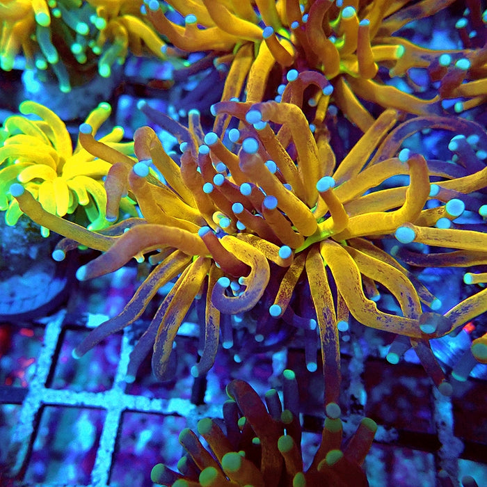 Euphyllia Tiger Torch Reverse Premium