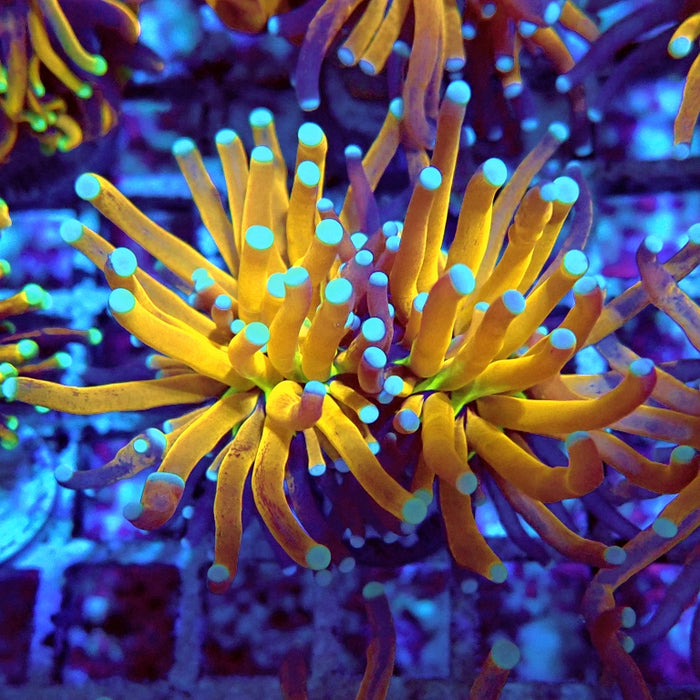 Euphyllia Tiger Torch Reverse Premium