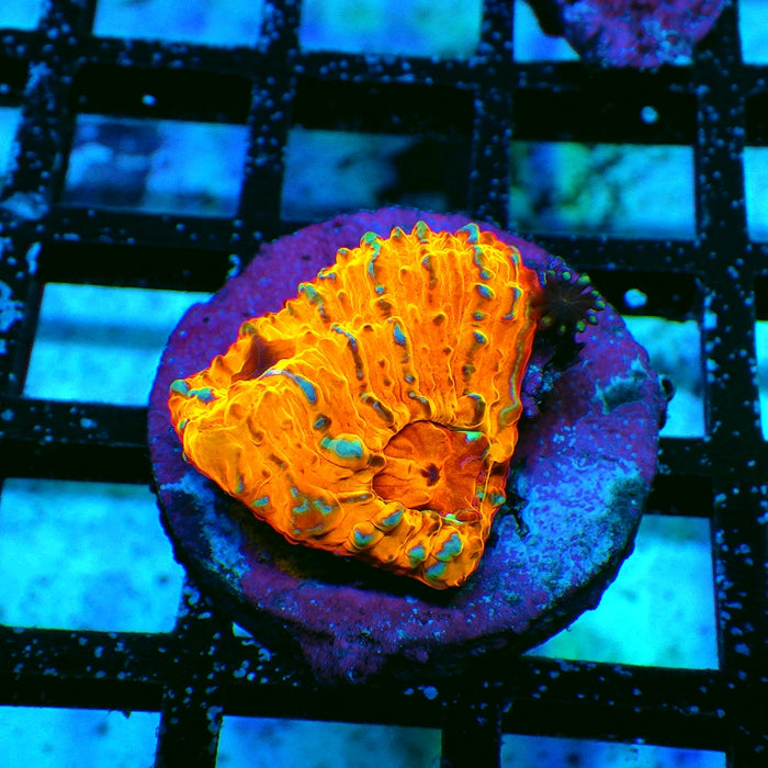 Chalice Frag