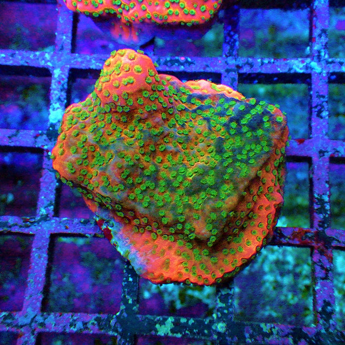 Rainbow Montipora