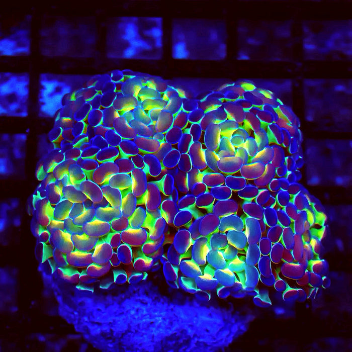 Euphyllia Hologram Branch Hammer Colony
