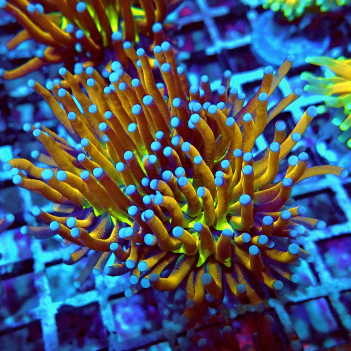 Euphyllia Gold Joker Torch Premium