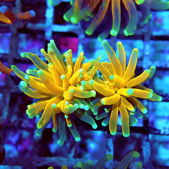 Euphyllia Tiger Torch