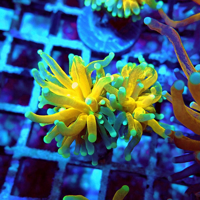 Euphyllia Tiger Torch
