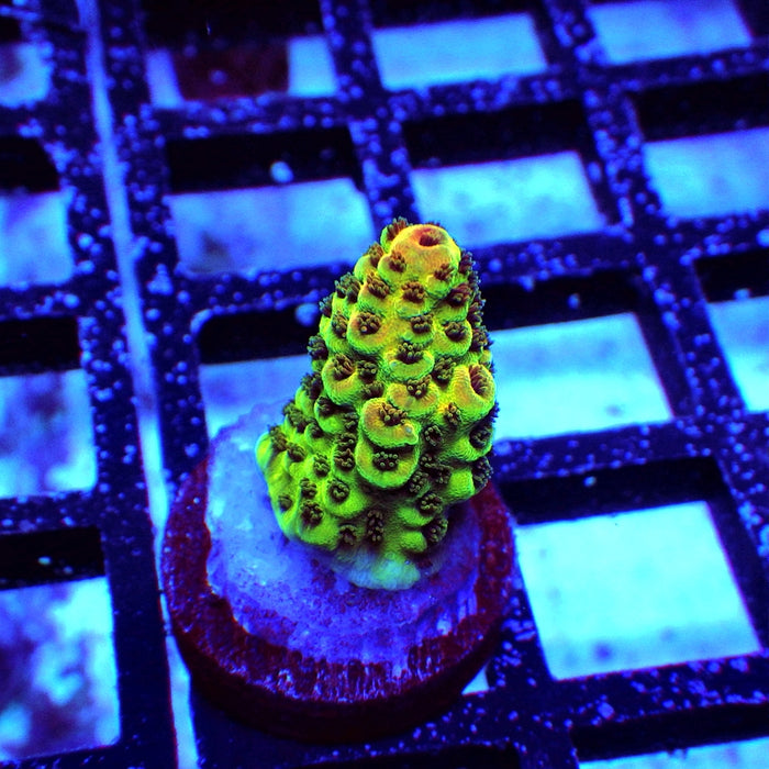 Acro Frag