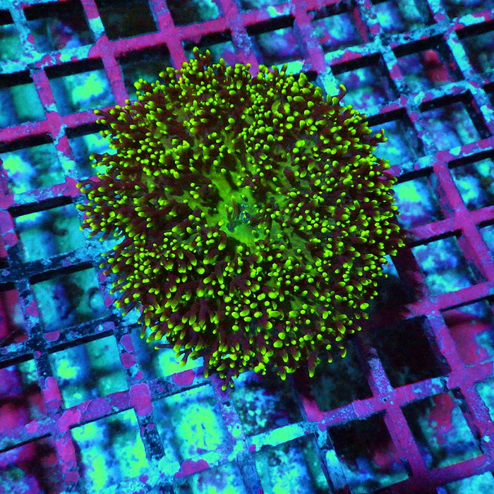 Green Fuzzy Rhodactis