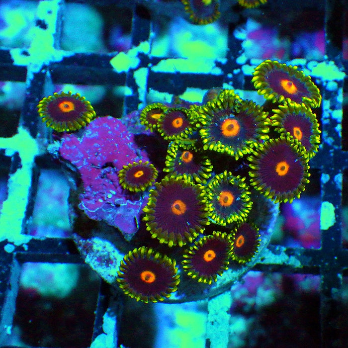 Ultra Zoas Frag