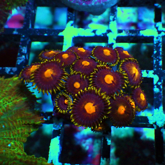Ultra Zoas Frag 0052