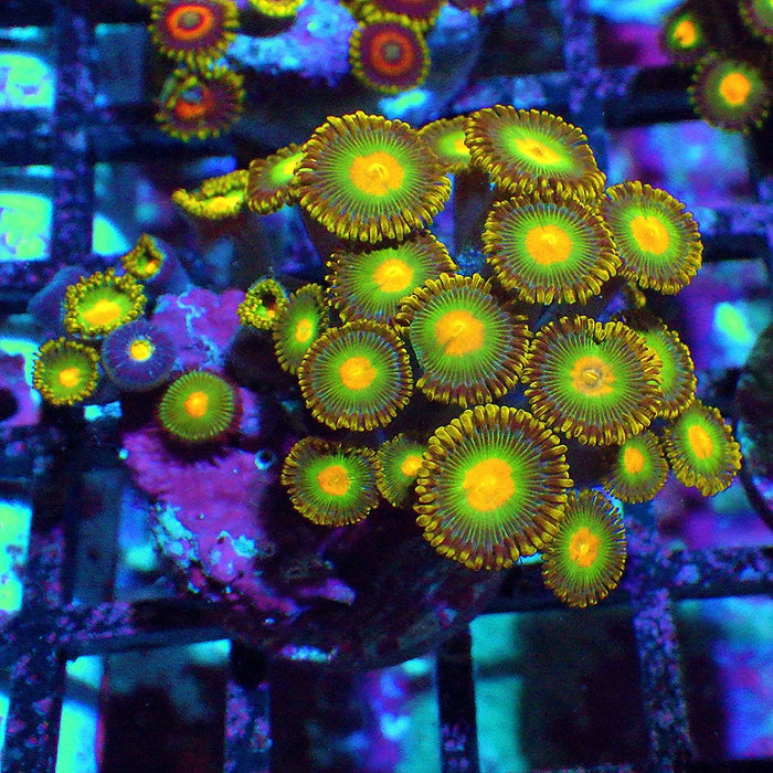 Ultra Zoas Frag 0054