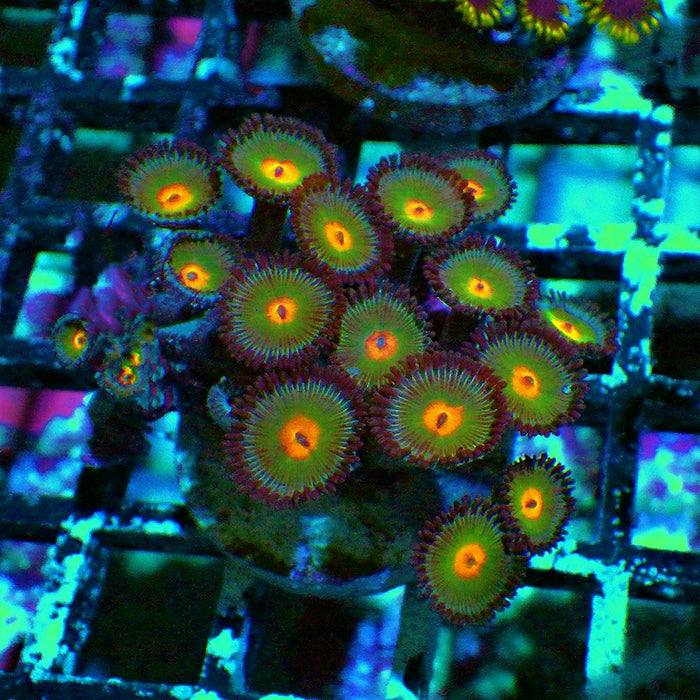 Ultra Zoas Frag 0055