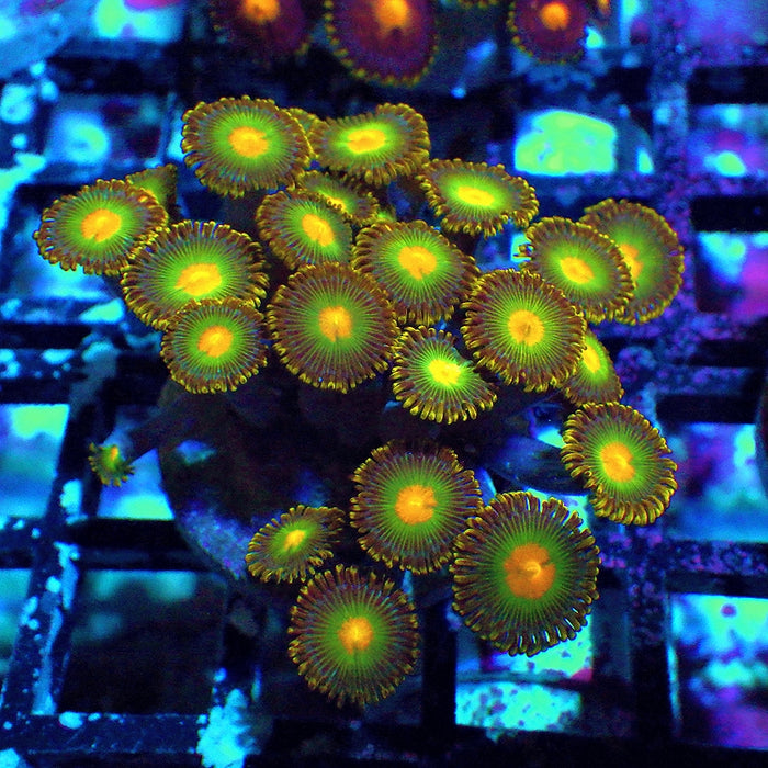 Ultra Zoas Frag 0057