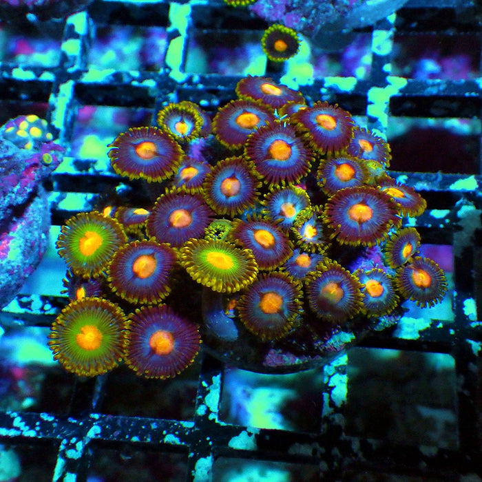 Ultra Zoas Frag 0058