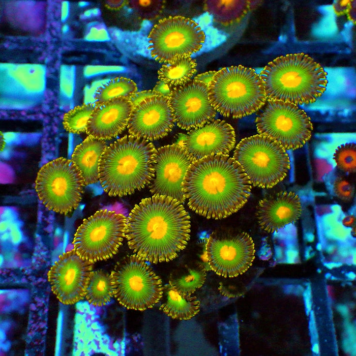 Ultra Zoas Frag 0061