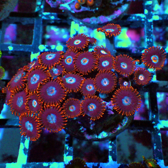 Ultra Zoas Frag 0064
