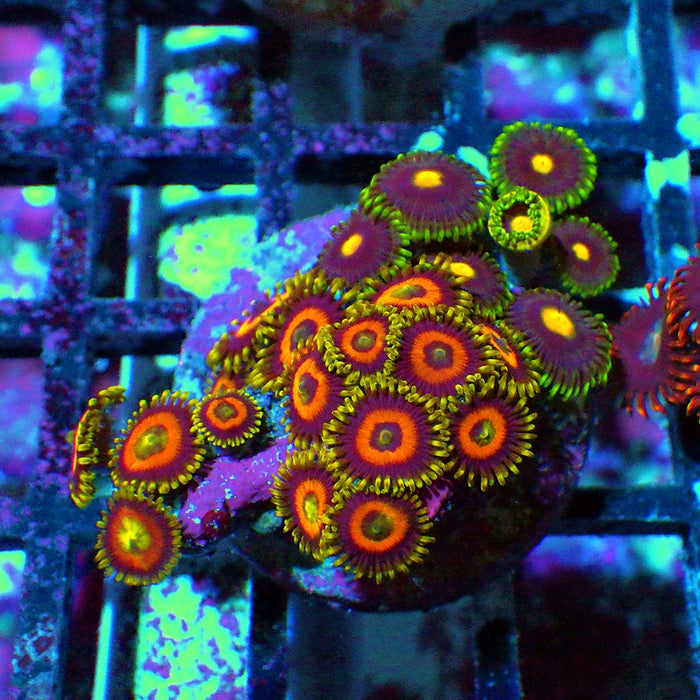 Ultra Zoas Frag 0065