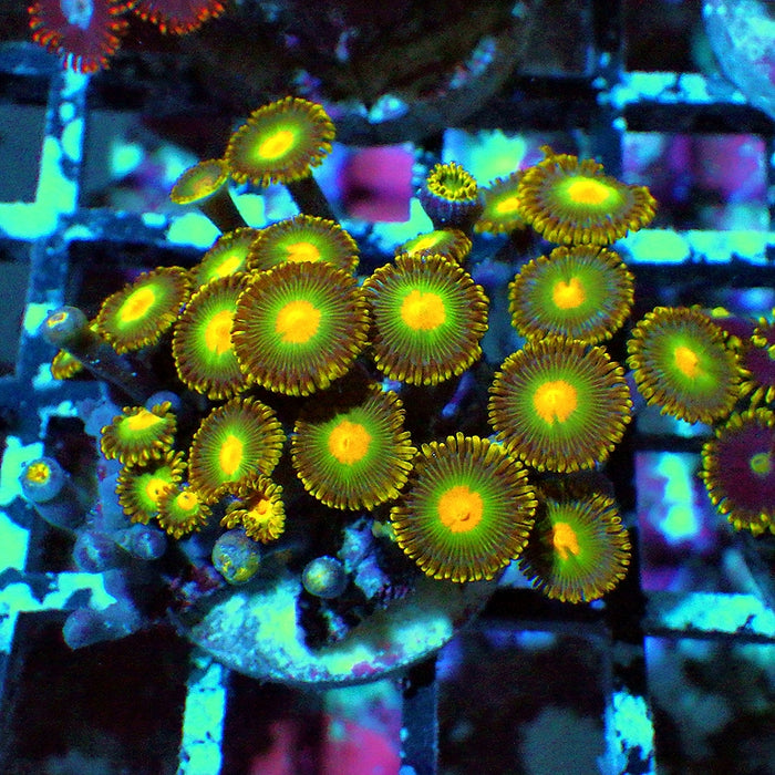 Ultra Zoas Frag 0066