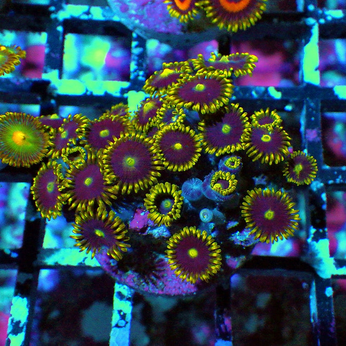 Ultra Zoas Frag 0067