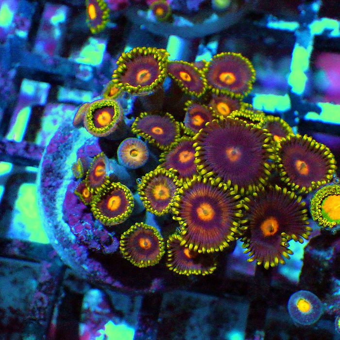 Ultra Zoas Frag