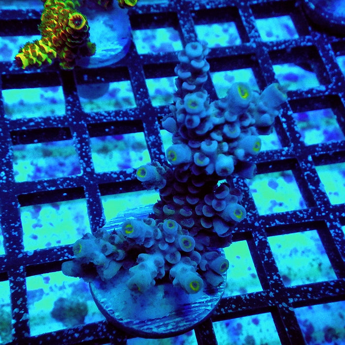 Tenuis Blue Acro