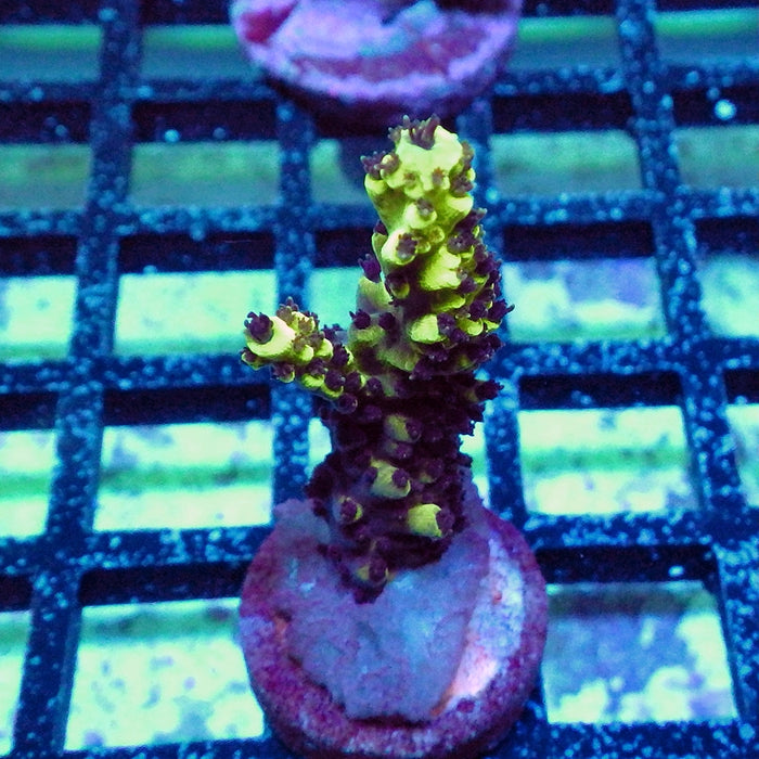 REx Black Sun Acro