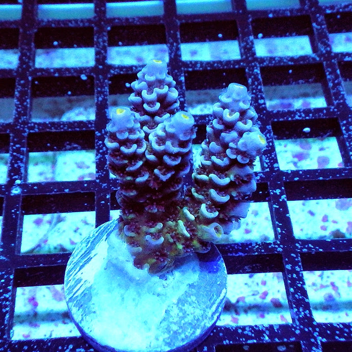 Tenuis Blue