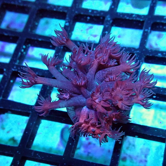 Goniopora