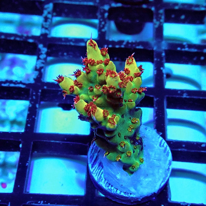 REx Fuzzy Tricolor Acro