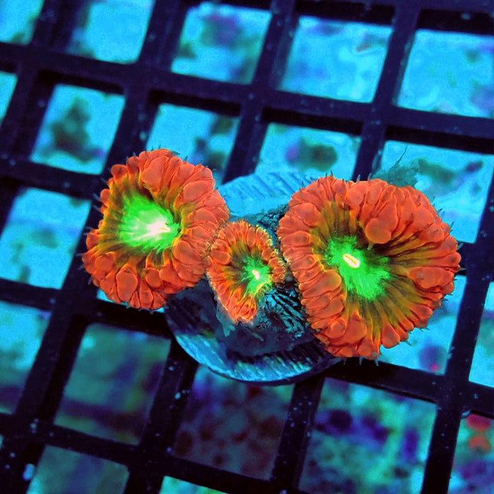 Blastomussa Red Green Middle