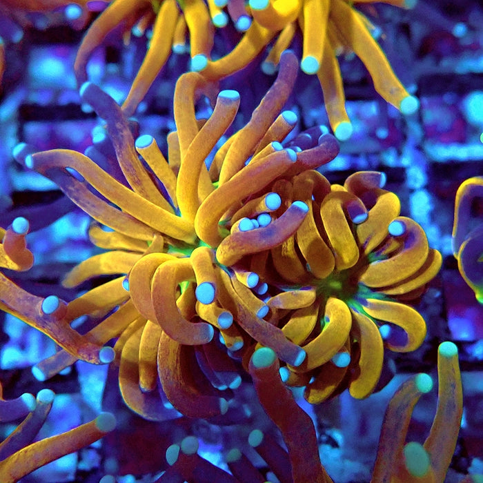 Euphyllia Tiger Torch Reverse Premium