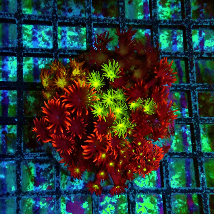Goniopora Super Ultra Bright Mix