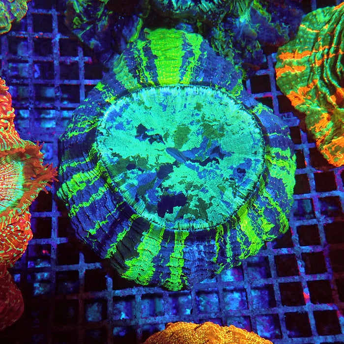 Acanthophyllia Blue Stripes