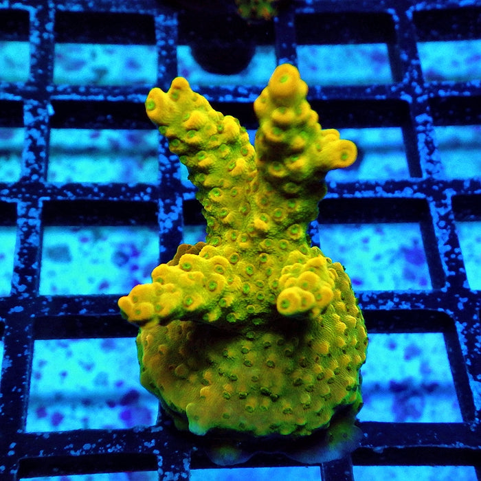 Acro Frag Aquaculture