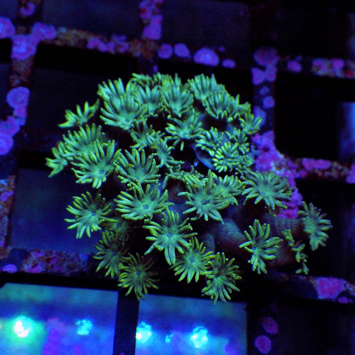 Goniopora 0019